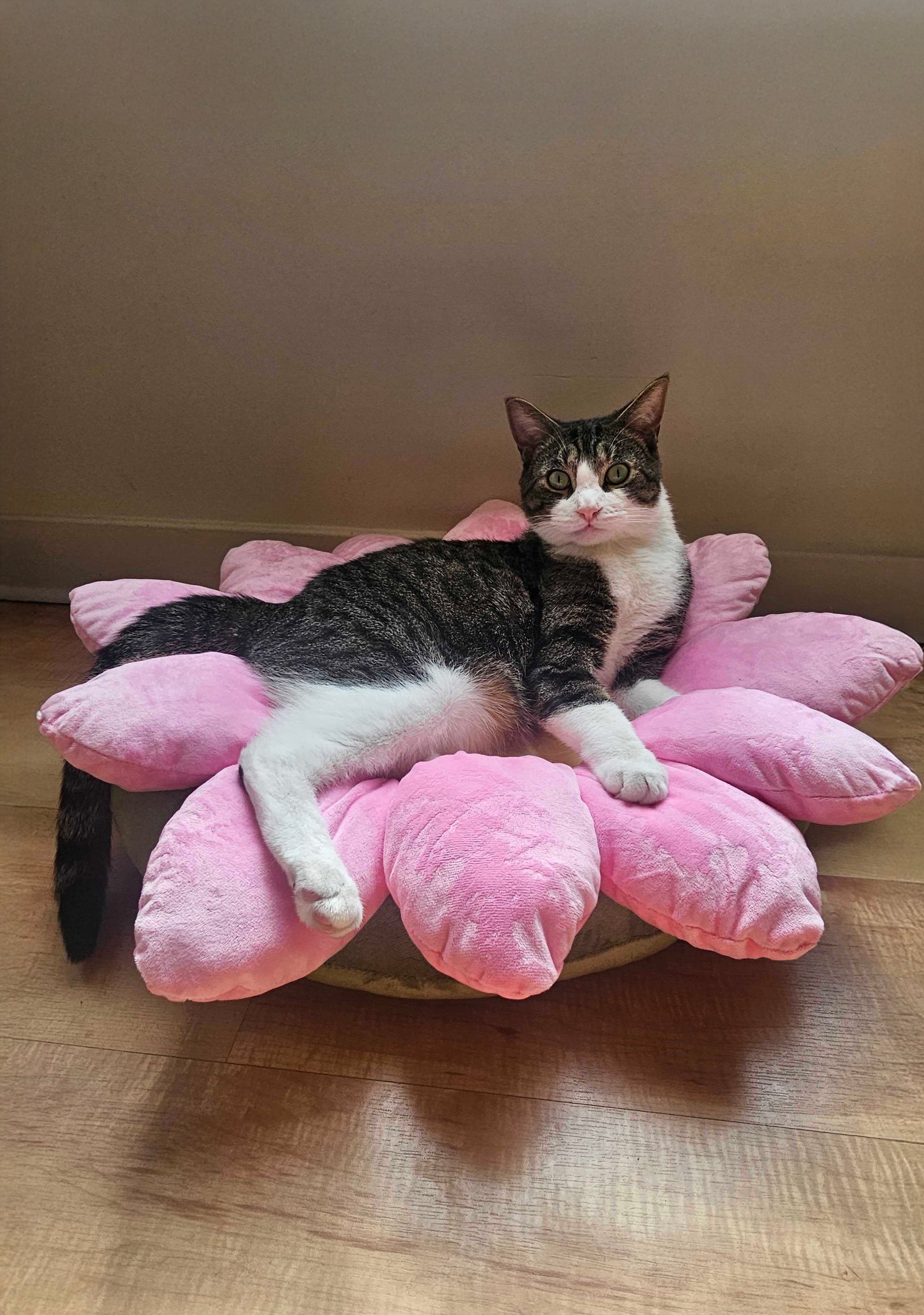 rollover|pink